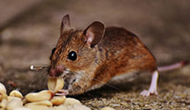 24 Hour & Emergency Exterminators in Wilkinsville, TN